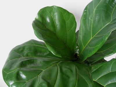 Ficus lyrata